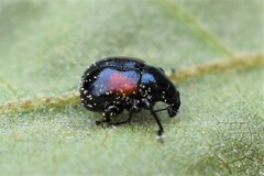 Synolabus bipustulatus