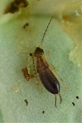 Forficula auricularia
