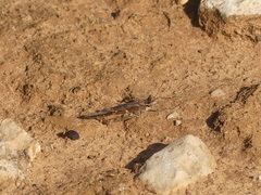 Acrotylus