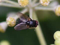 Hydrotaea
