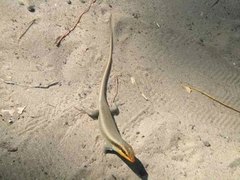 Trachylepis wahlbergii