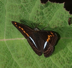 Adelpha olynthia