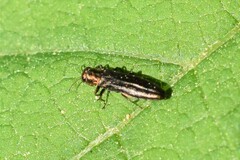 Agrilus cuprescens