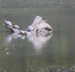 Apalone spinifera pallida
