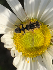 Helophilus latifrons