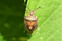 Dendrocoris humeralis