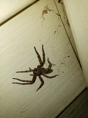 Dolomedes tenebrosus