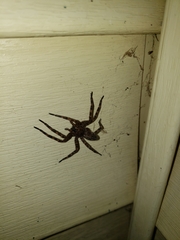 Dolomedes tenebrosus