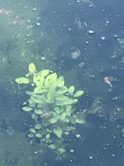 Callitriche stagnalis