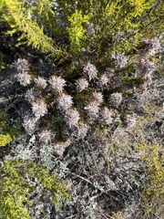 Serruria rostellaris