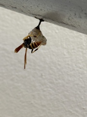 Polistes crinitus