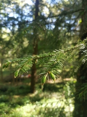 Picea