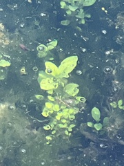 Callitriche stagnalis