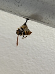 Polistes crinitus