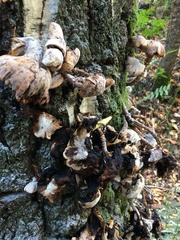 Pseudoinonotus dryadeus