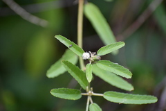 Croton glandulosus