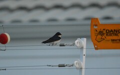 Hirundo dimidiata