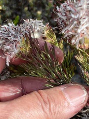 Serruria rostellaris