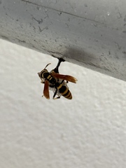 Polistes crinitus