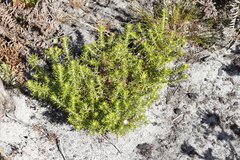 Metalasia pulchella
