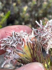 Serruria rostellaris