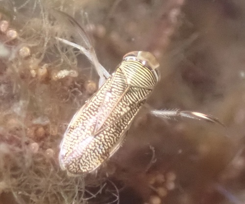 marine water boatman