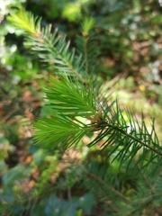 Picea