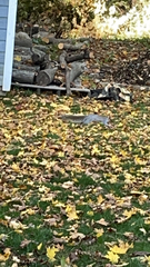Sciurus carolinensis