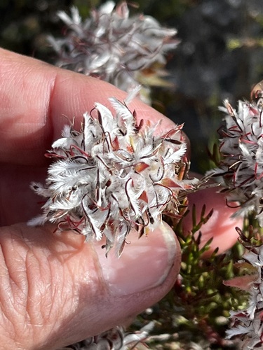 Image of Serruria rostellaris by (c) Charleen Brunke, some rights reserved (CC BY)