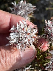 Serruria rostellaris