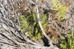 Pteridium aquilinum capense