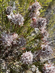 Serruria rostellaris