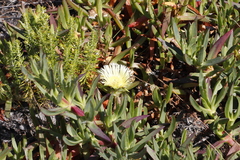 Carpobrotus edulis edulis