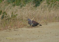 Columba guinea