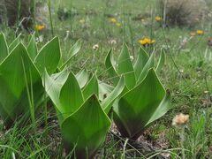 Schizocarphus nervosus