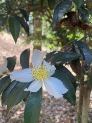 Camellia sasanqua