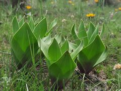 Schizocarphus nervosus