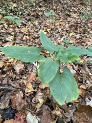 Dioscorea villosa
