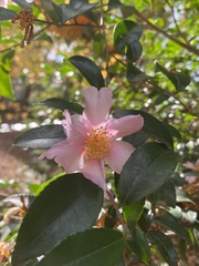 Camellia sasanqua