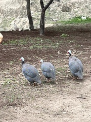 Numida meleagris domesticus