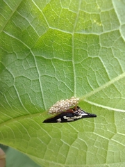 Polyglypta costata