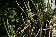 Sansevieria cylindrica