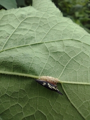 Polyglypta costata