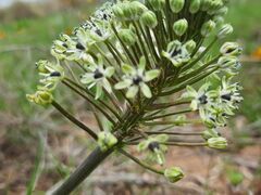 Schizocarphus nervosus