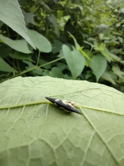 Polyglypta costata