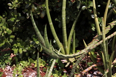 Sansevieria cylindrica