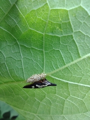 Polyglypta costata