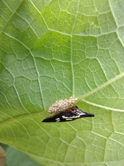 Polyglypta costata