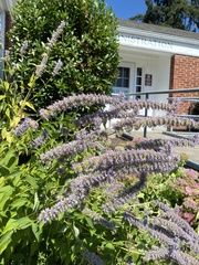 Agastache