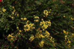 Euryops virgineus